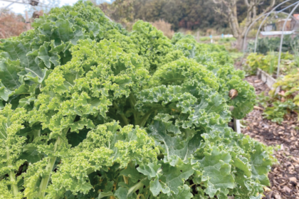 5 tips kweken boerenkool