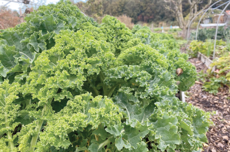 5 tips kweken boerenkool