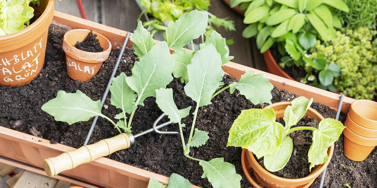 Beste plek voor een moestuin