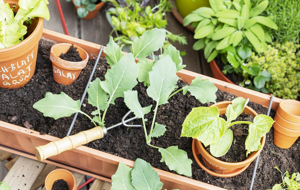 Beste plek voor een moestuin