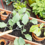 Beste plek voor een moestuin
