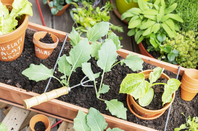 Beste plek voor een moestuin