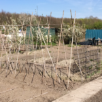Een moestuin beginnen