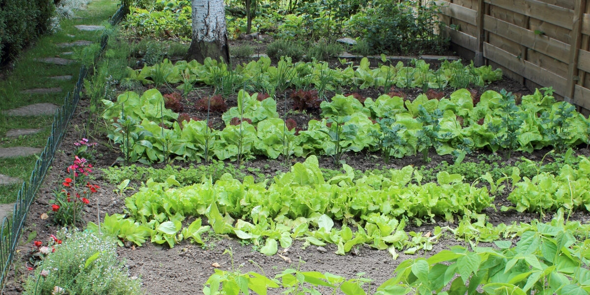 Moestuin beginnen voor beginners