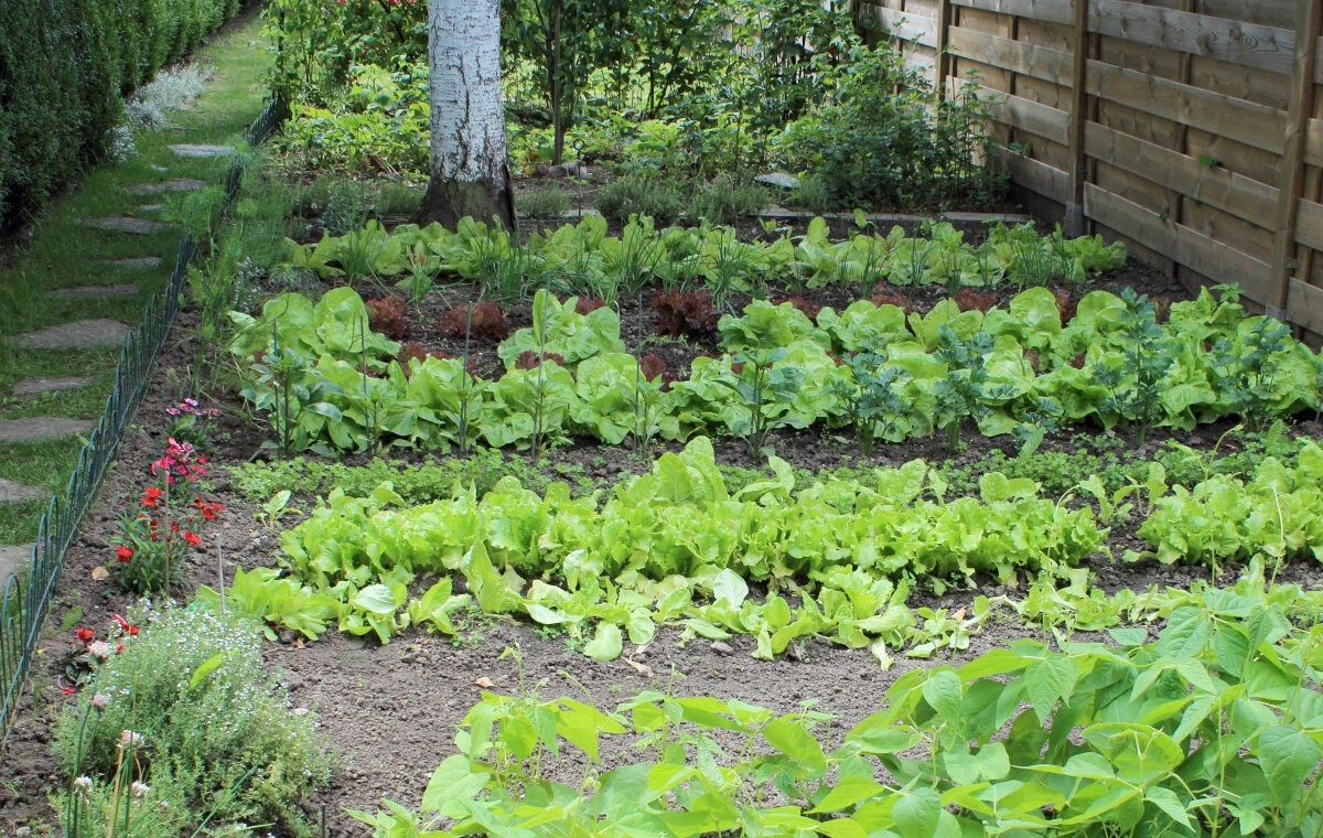 Moestuin beginnen voor beginners