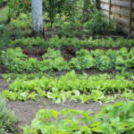 Moestuin beginnen voor beginners