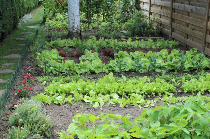 Moestuin beginnen voor beginners