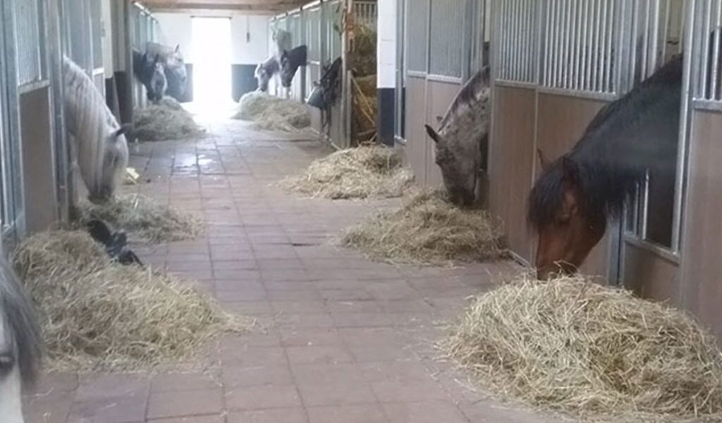 Paardenbox zelf installeren