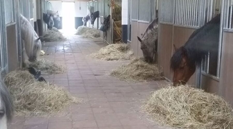 Paardenbox zelf installeren