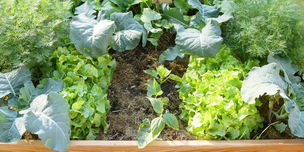 Tips voor het starten van een moestuin