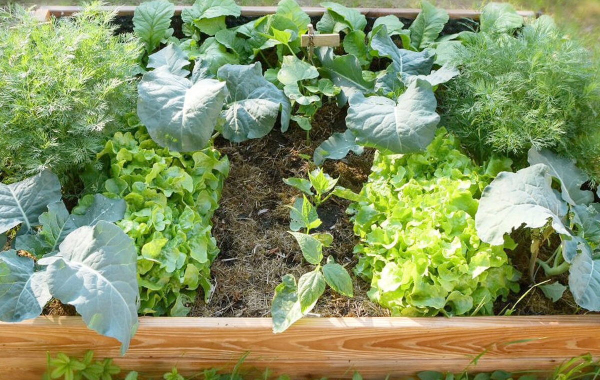 Tips voor het starten van een moestuin