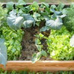 Tips voor het starten van een moestuin