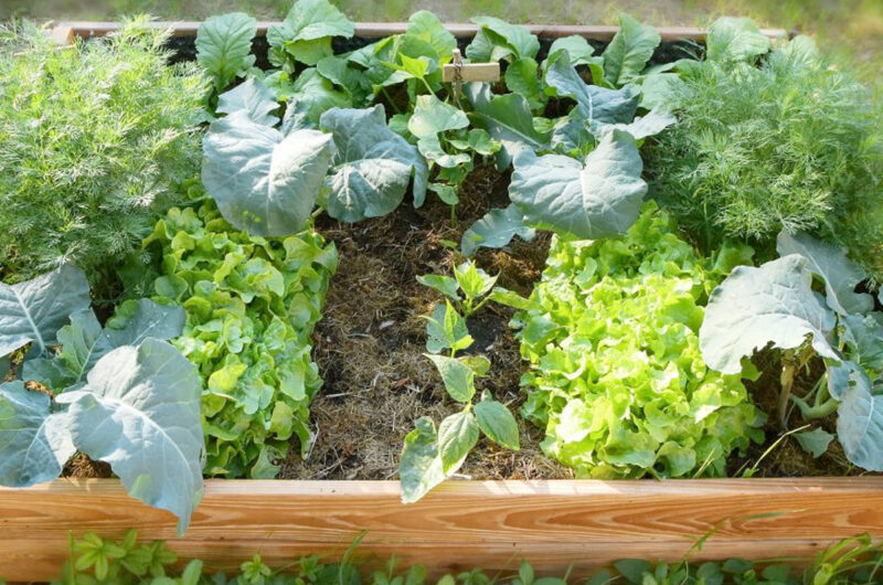 Tips voor het starten van een moestuin